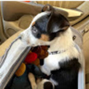 Meet your Posher, Transient